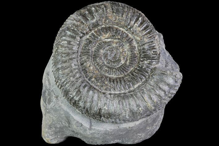 Dactylioceras Ammonite Fossil - England #84920